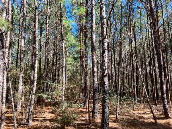 $664,000 | 6 Union Springs Road, Corrigan, TX 75939