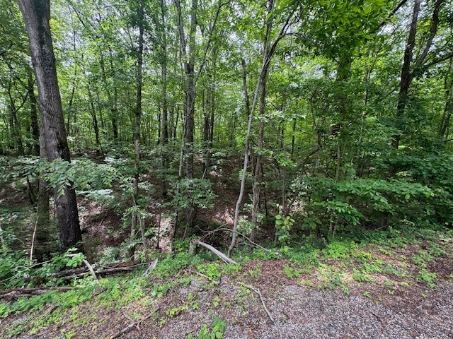 1970 Trace Creek Road Hohenwald, TN 38462 - Photo 6 of 9 a view of a forest with trees