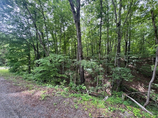 1970 Trace Creek Road Hohenwald, TN 38462 - Photo 7 of 9 a view of outdoor space and green space