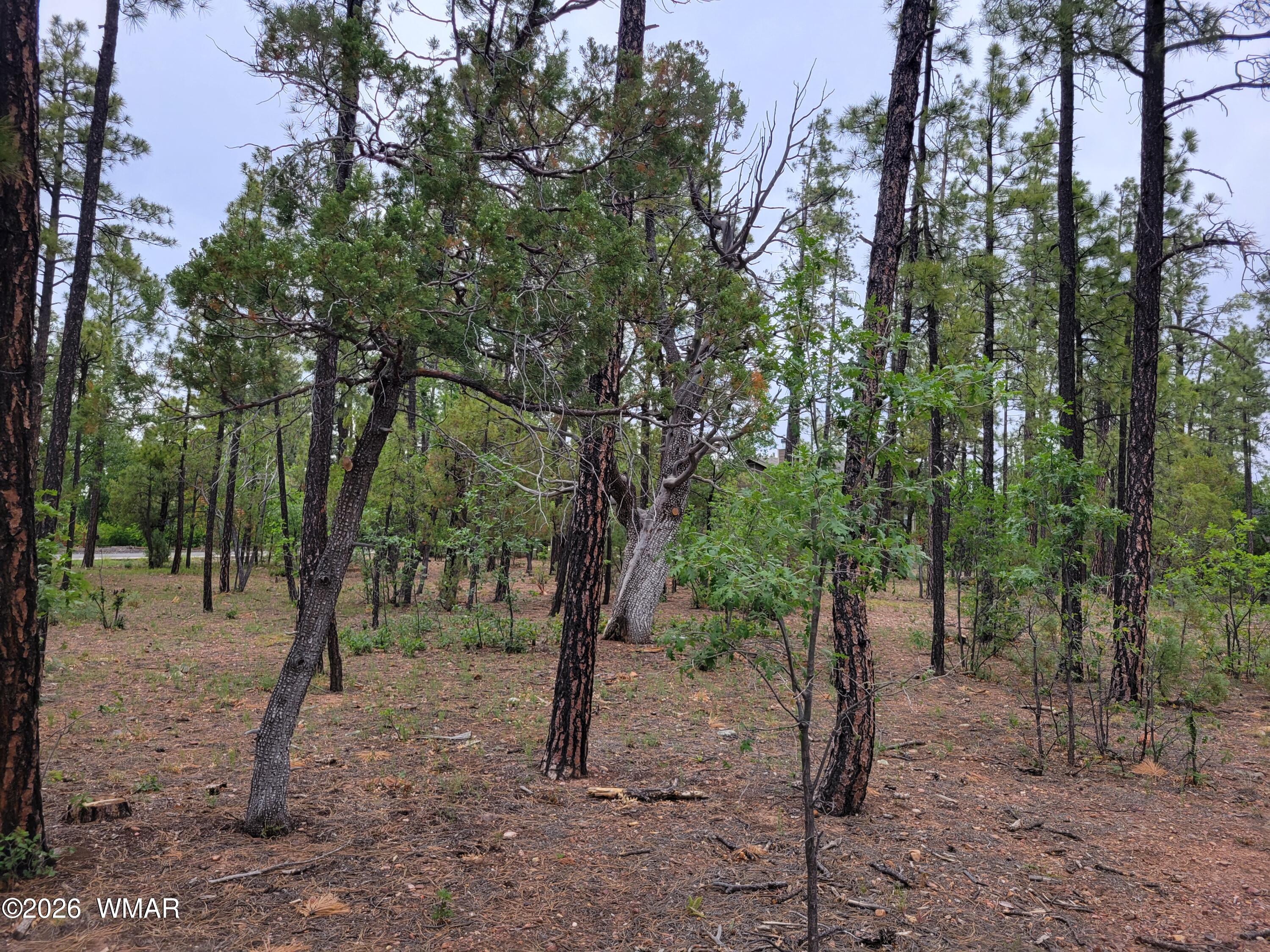 2425 South Timber Pine Lane Pinetop, AZ 85935 - Photo 16 of 16 a view of a forest