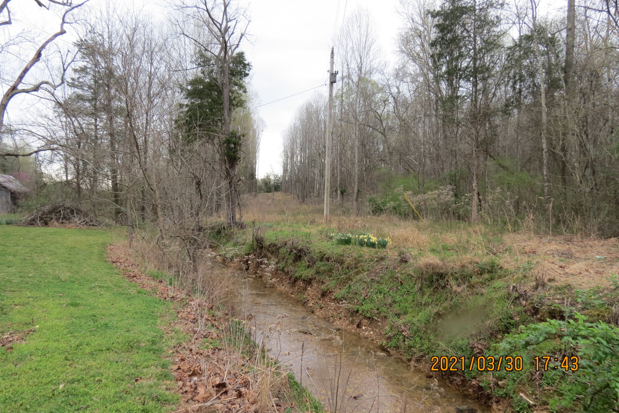 876 Denmark Road Erin, TN 37061 - Photo 4 of 45 a view of a forest with trees in the background