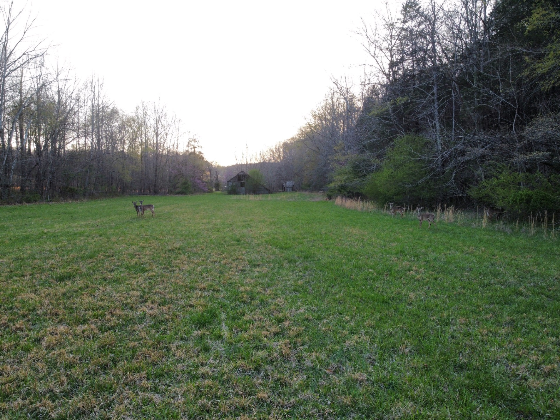 876 Denmark Road Erin, TN 37061 - Photo 32 of 45 a view of outdoor space and yard