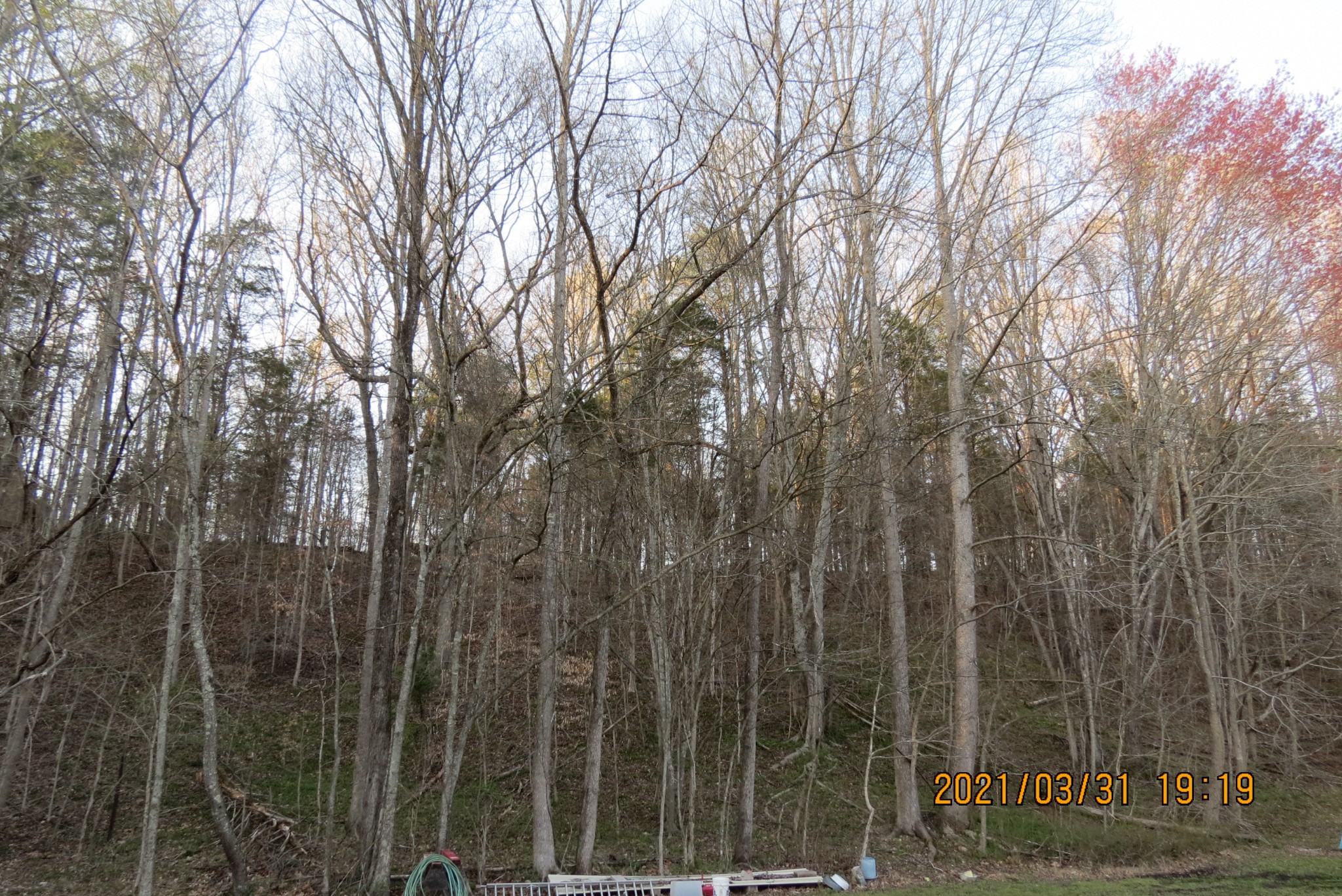 876 Denmark Road Erin, TN 37061 - Photo 35 of 45 a view of a forest