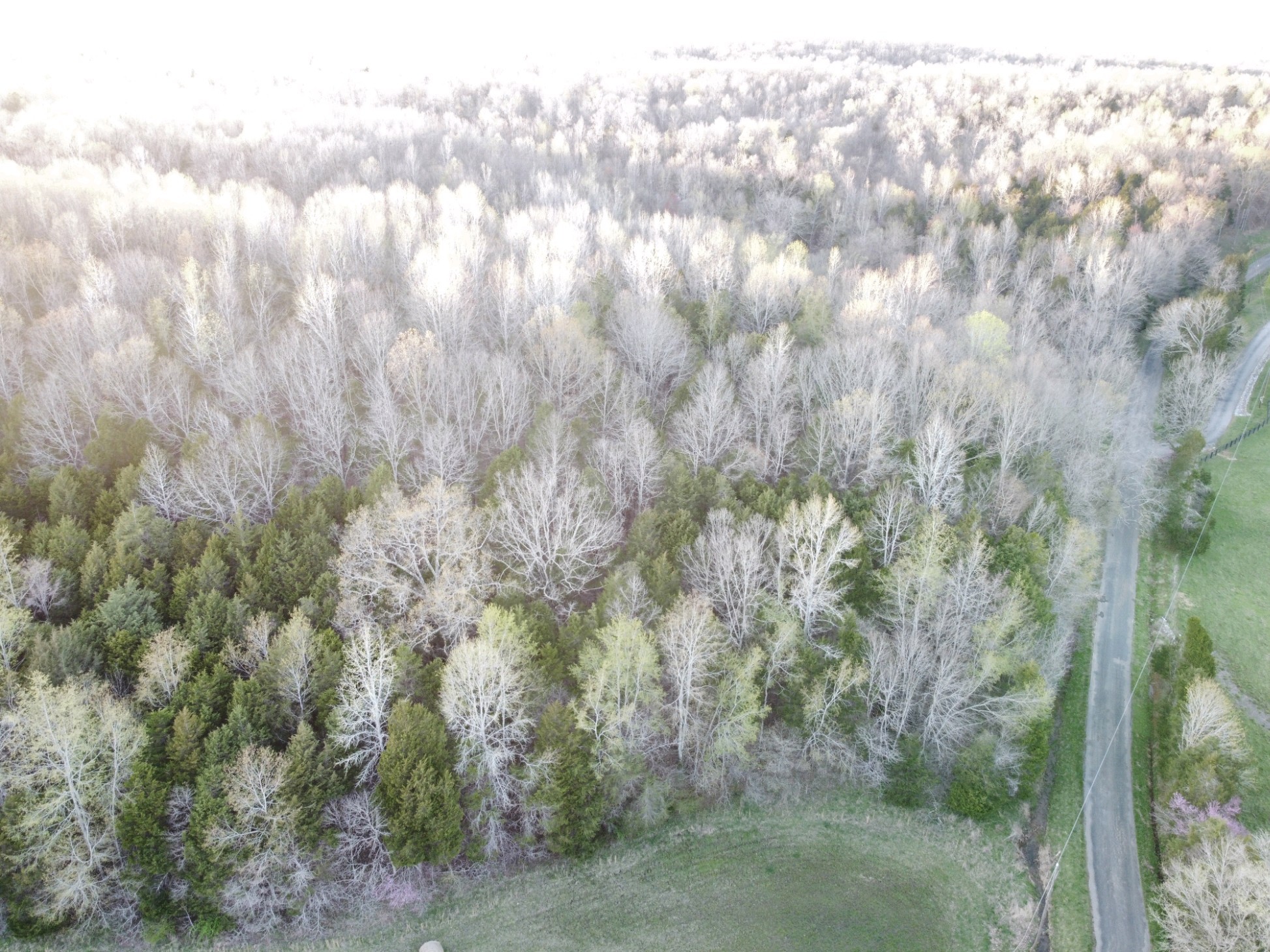 876 Denmark Road Erin, TN 37061 - Photo 39 of 45 a view of a forest with lots of trees