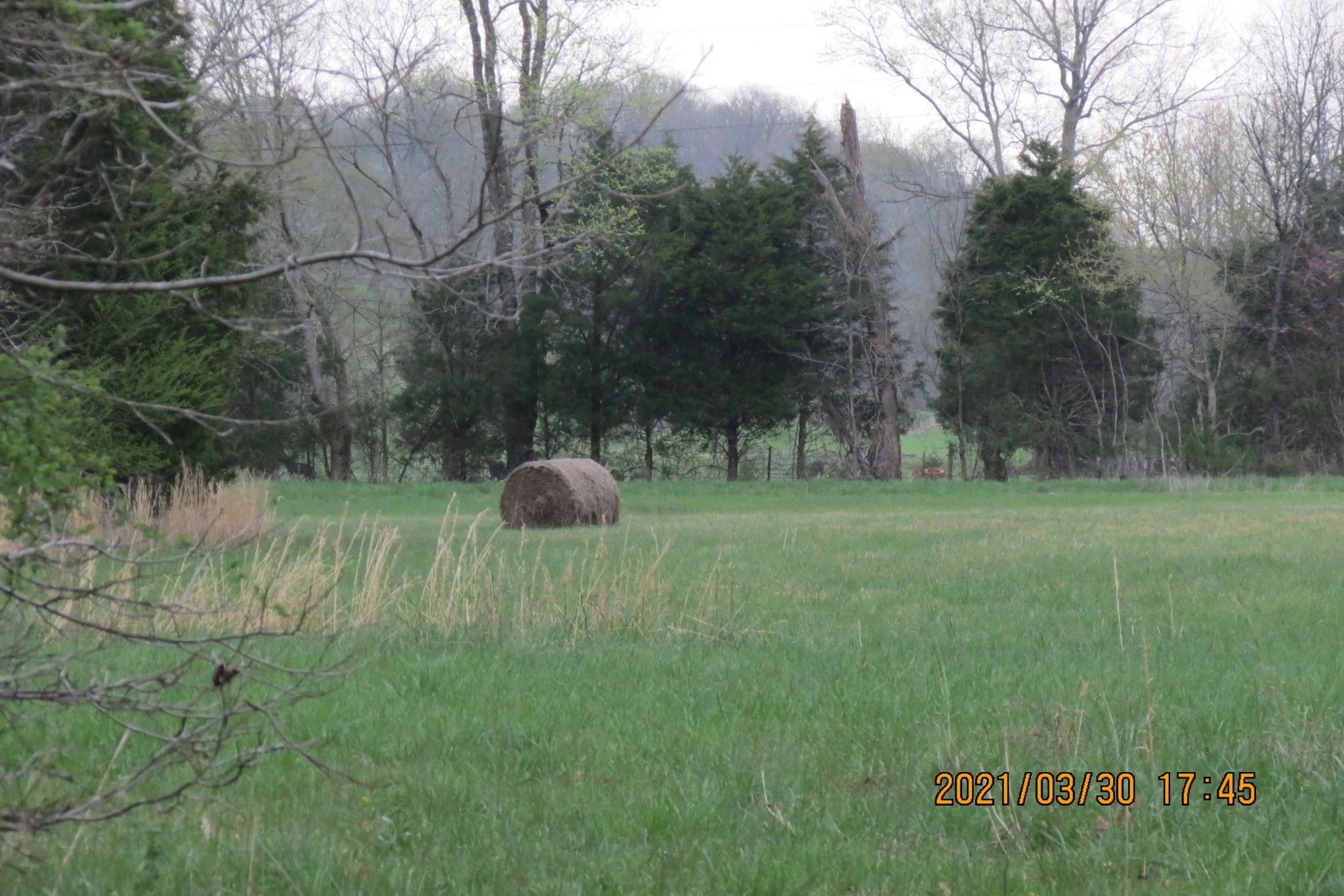 876 Denmark Road Erin, TN 37061 - Photo 7 of 45 a big yard with lots of green space and deers