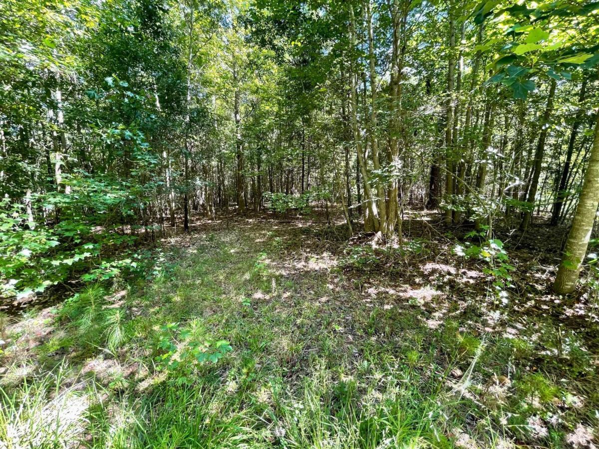 0 Harmony Gates Drive, Unit TRACT 24 Commerce, GA 30530 - Photo 11 of 34 a view of a lush green forest