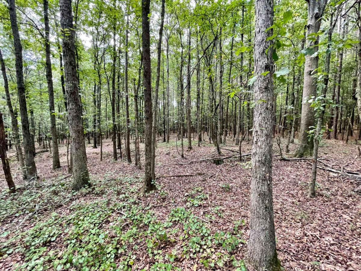 0 Harmony Gates Drive, Unit TRACT 24 Commerce, GA 30530 - Photo 19 of 34 a view of a forest with a tree