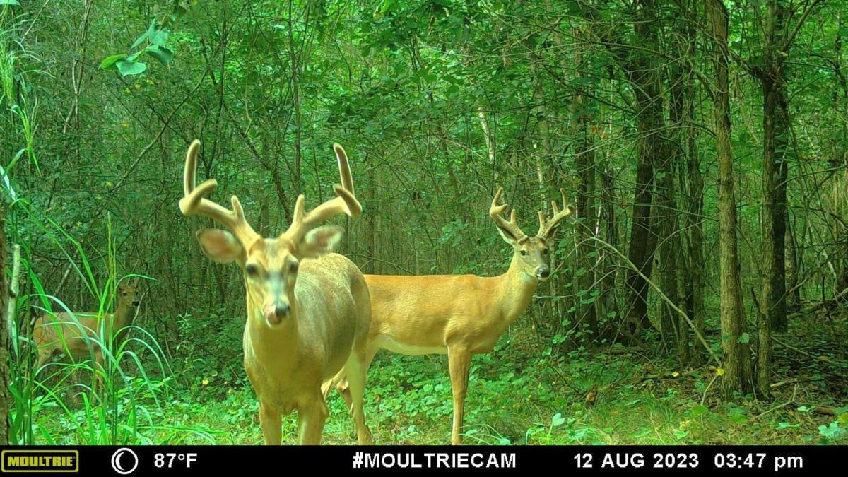 0 Harmony Gates Drive, Unit TRACT 24 Commerce, GA 30530 - Photo 30 of 34 a view of swimming pool