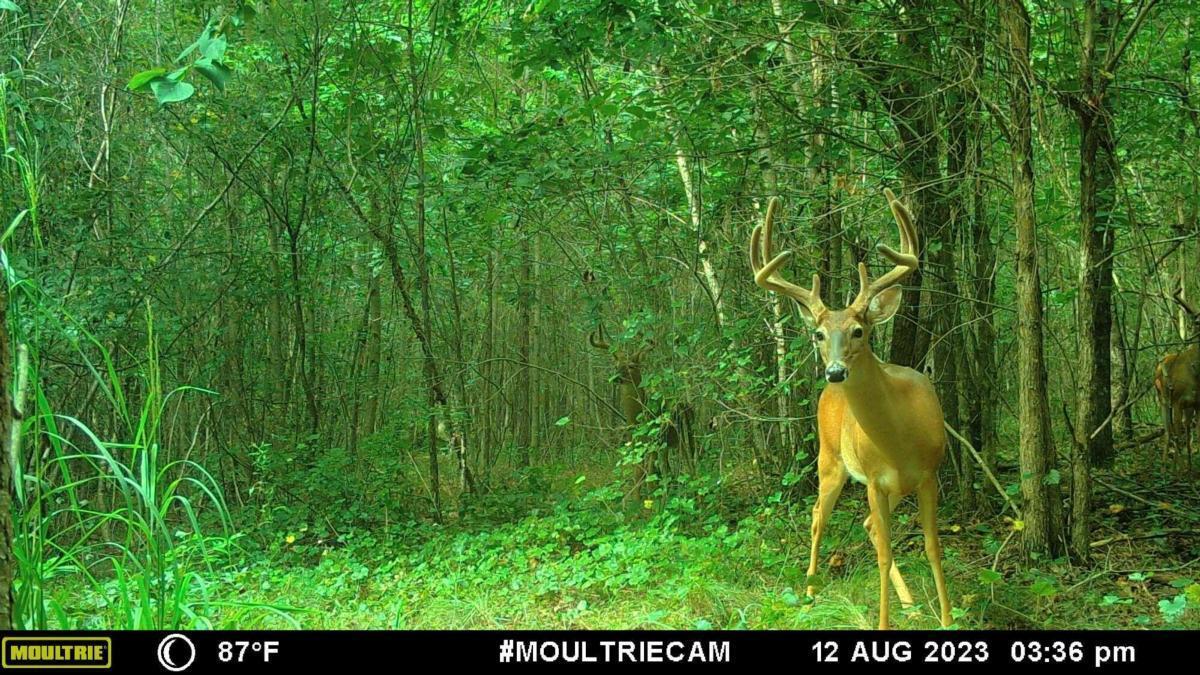 0 Harmony Gates Drive, Unit TRACT 24 Commerce, GA 30530 - Photo 31 of 34 a view of a garden