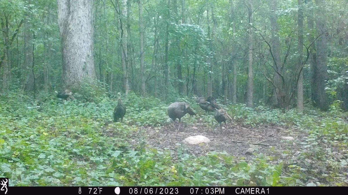 0 Harmony Gates Drive, Unit TRACT 24 Commerce, GA 30530 - Photo 32 of 34 a view of a lush green forest