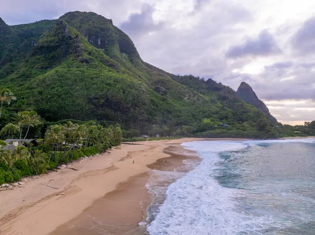a view of a dry yard with large trees