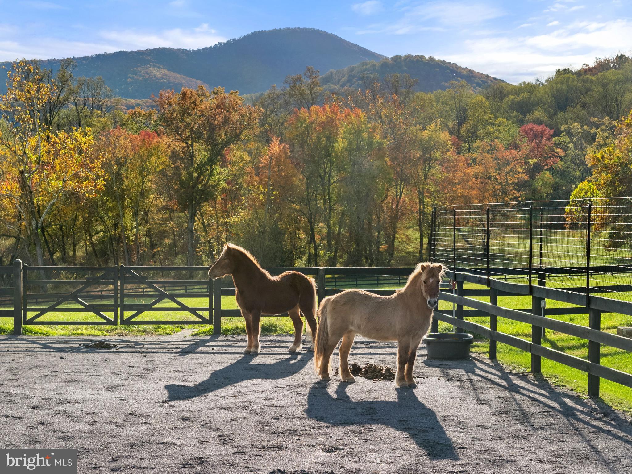 63 Riley Hollow Road Huntly, VA 22640 - Photo 53 of 92 Dry lot
