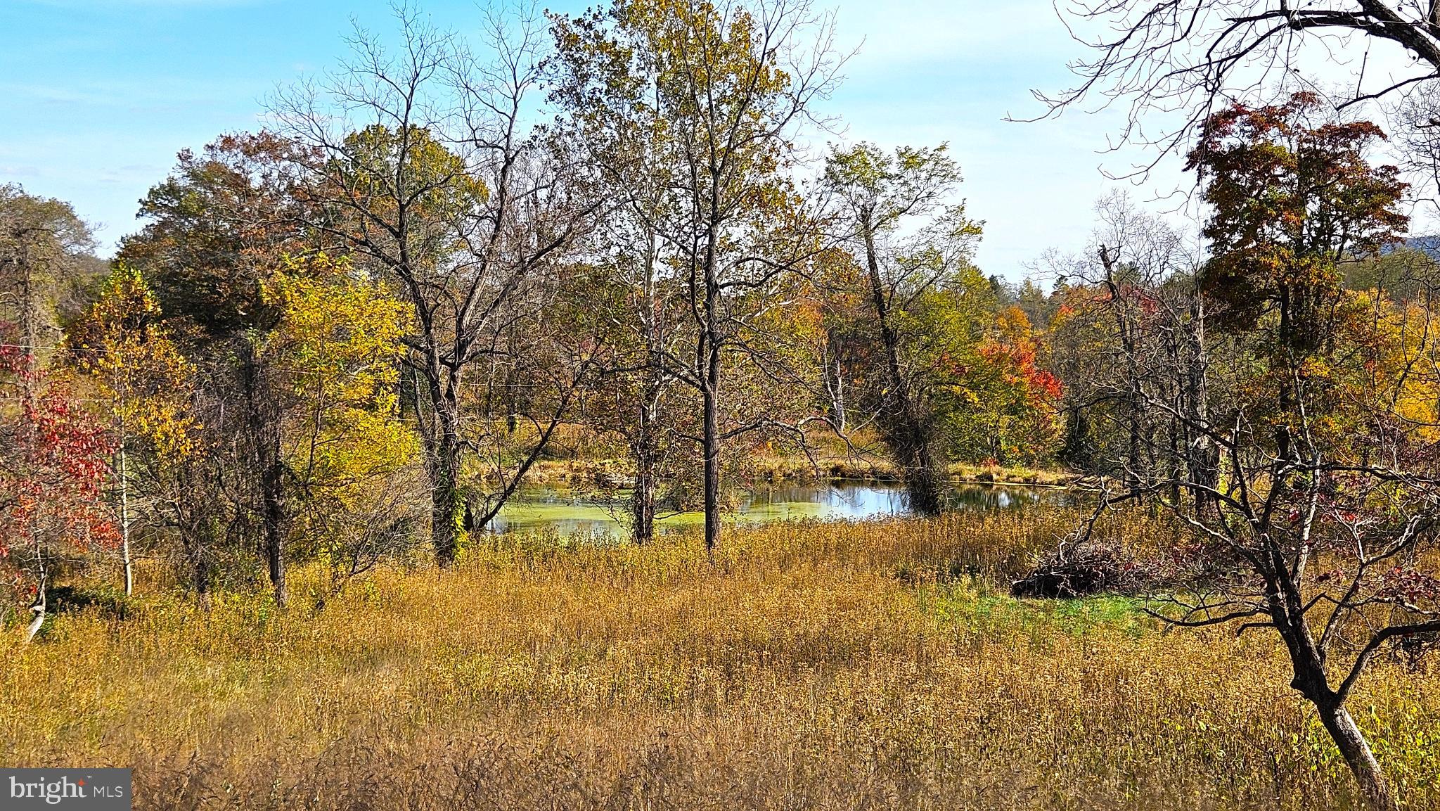 63 Riley Hollow Road Huntly, VA 22640 - Photo 61 of 92 Pond view