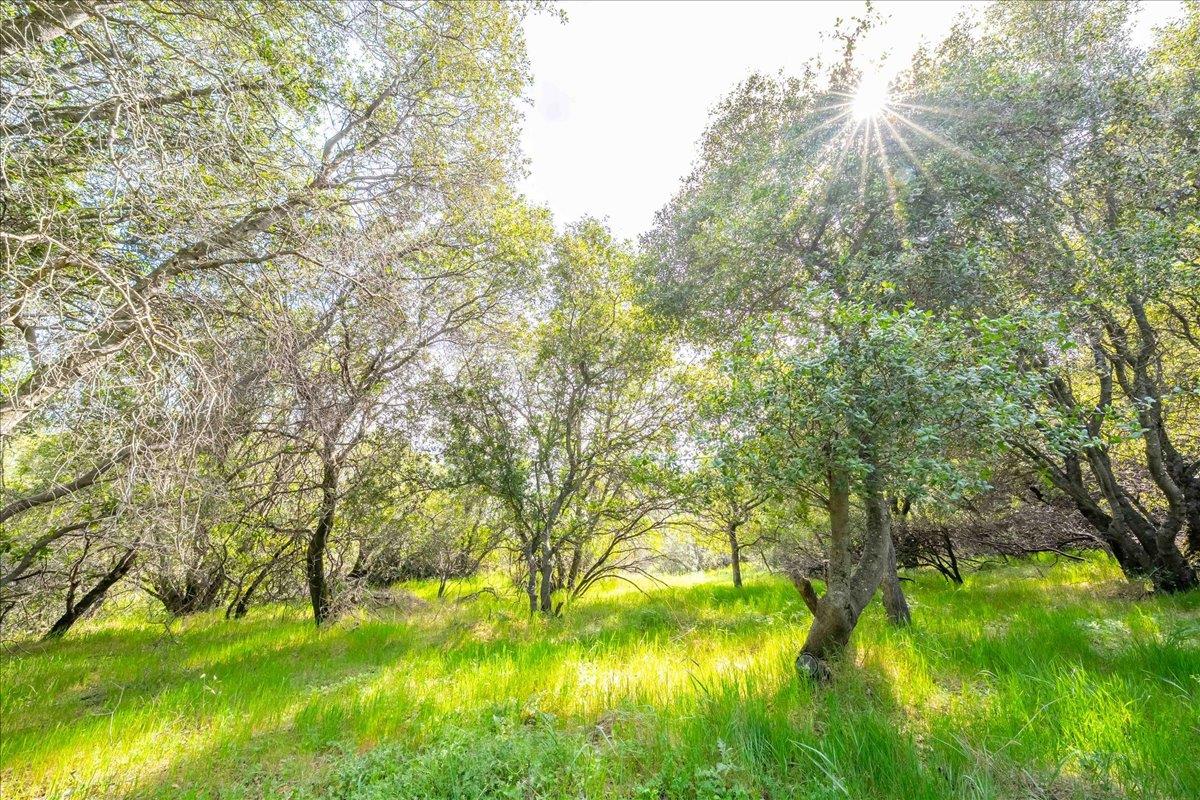 3610 Sugar View Road Meadow Vista, CA 95722 - Photo 52 of 61