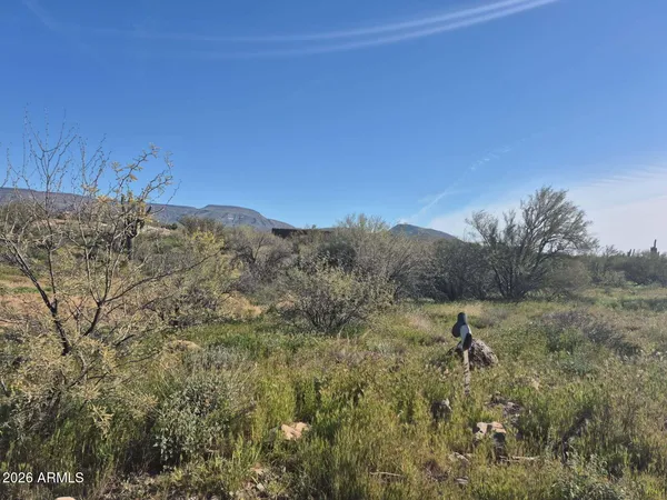 a view of a dry yard with trees in the background