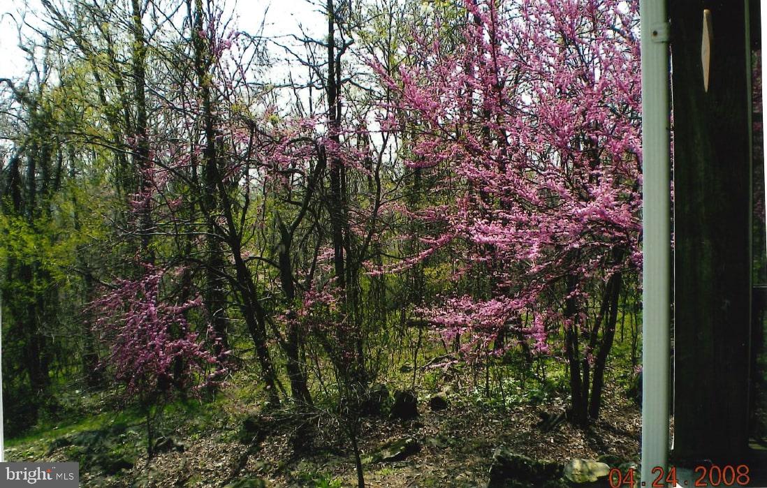 17914 Raven Rocks Road Round Hill, VA 20141 - Photo 35 of 40 So many Red Bud Trees in the spring