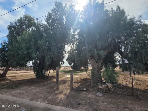 a row of trees and covered with trees