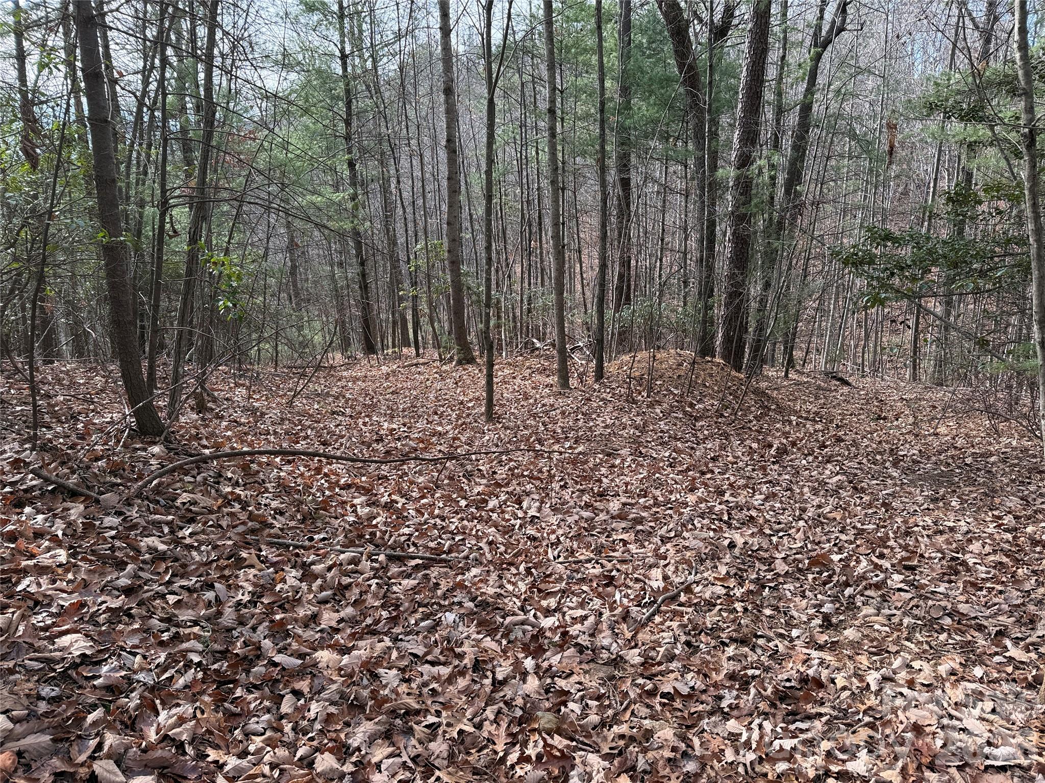 Tbd Buck Mountain Road, Unit 21 Purlear, NC 28665 - Photo 11 of 43