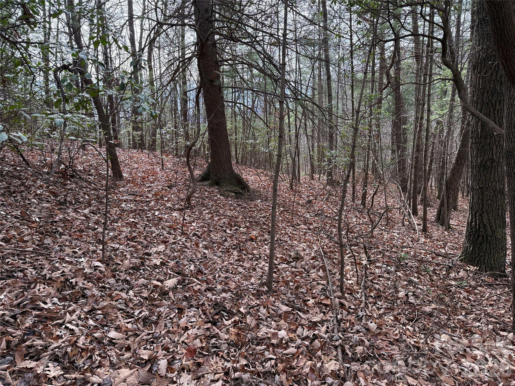 Tbd Buck Mountain Road, Unit 21 Purlear, NC 28665 - Photo 12 of 43 a view of a forest filled with trees