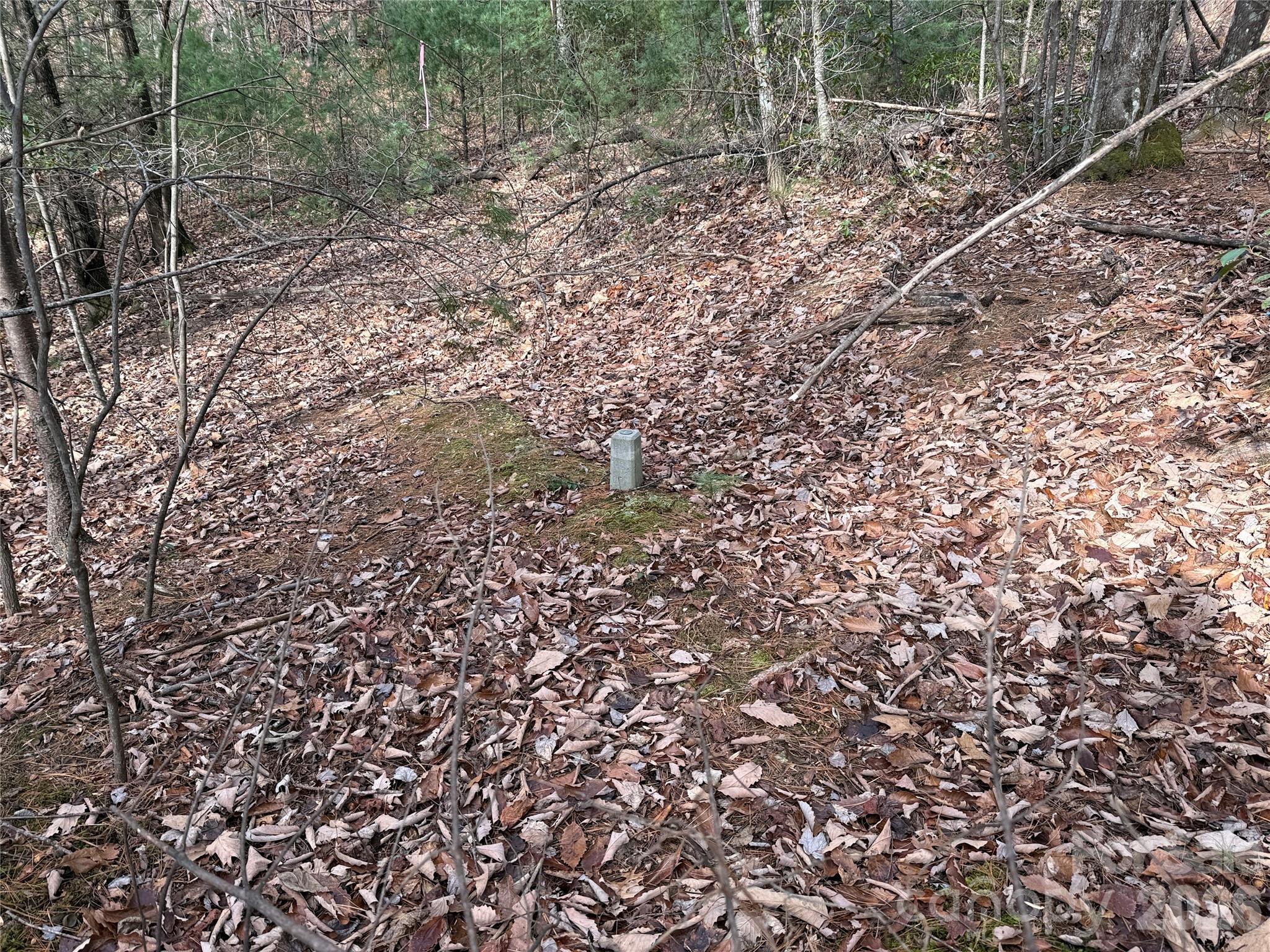 Tbd Buck Mountain Road, Unit 21 Purlear, NC 28665 - Photo 13 of 43 a view of a forest that has a tree