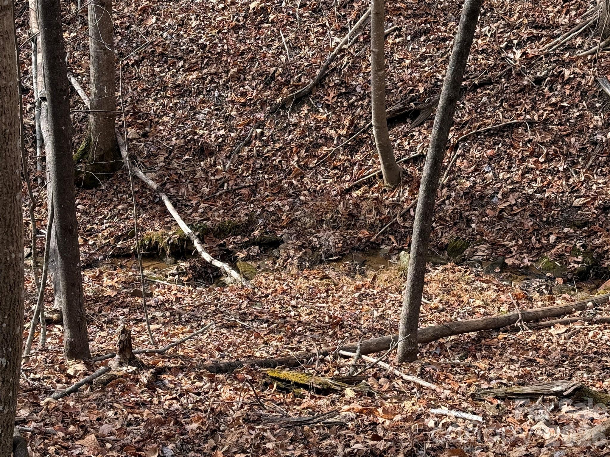 Tbd Buck Mountain Road, Unit 21 Purlear, NC 28665 - Photo 6 of 43 a view of a forest filled with trees