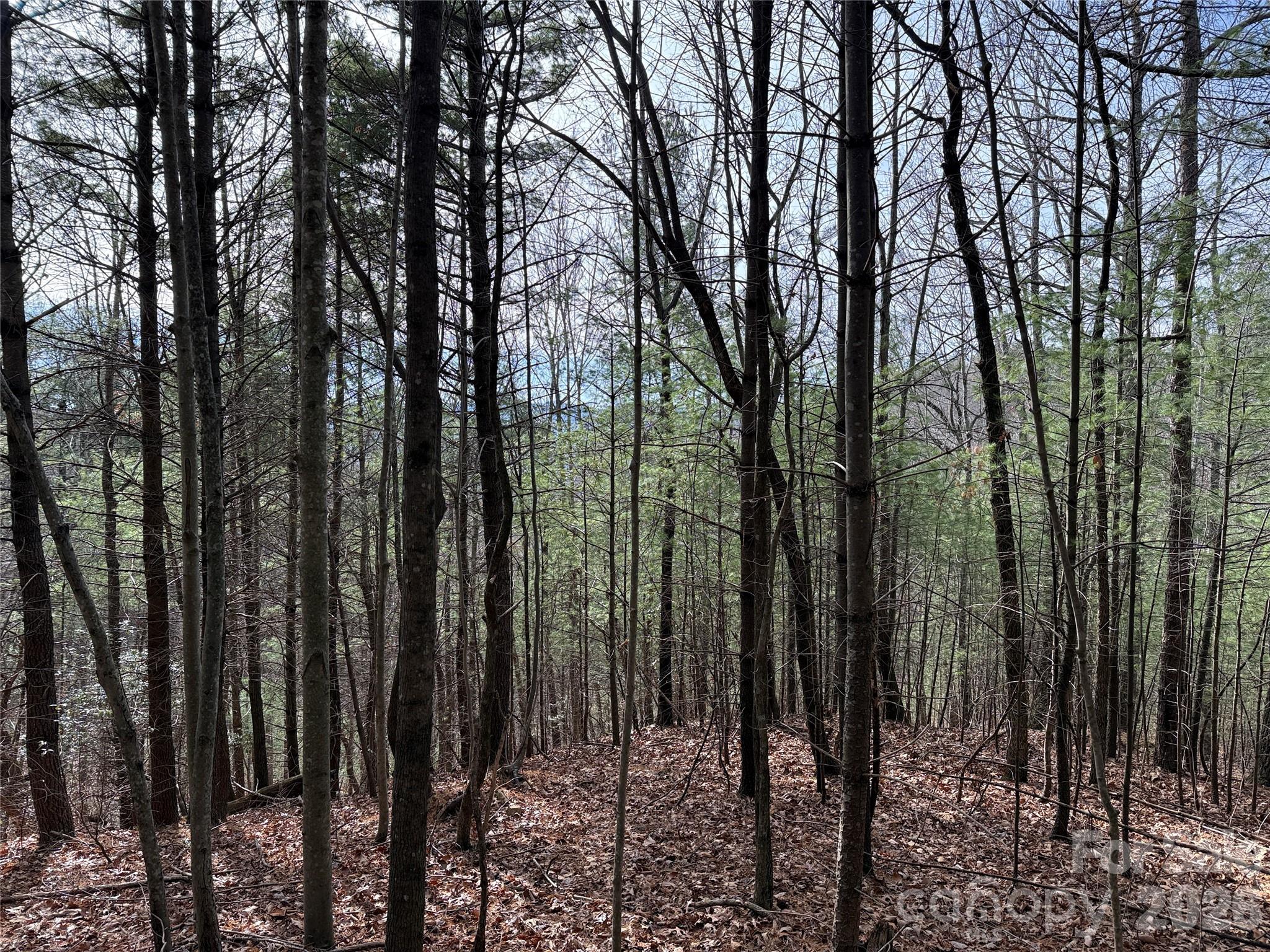 Tbd Buck Mountain Road, Unit 21 Purlear, NC 28665 - Photo 8 of 43 a view of outdoor space and yard