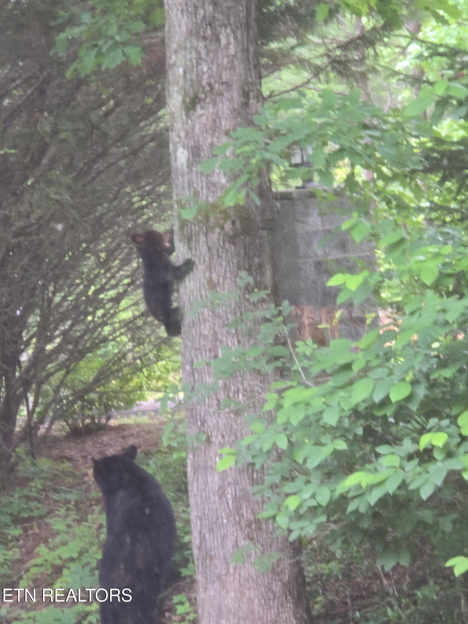 620 Hawk View Drive Townsend, TN 37882 - Photo 39 of 48 620 Hawk View Bears