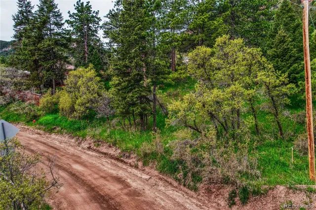 a view of a garden with plants and large trees