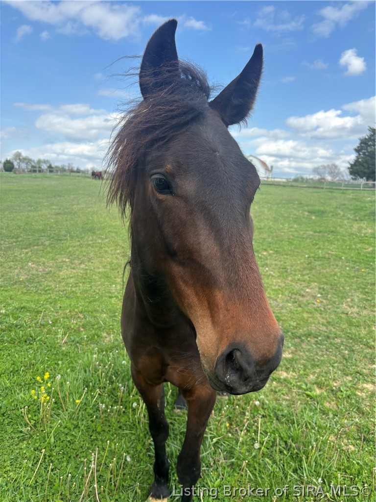 1971 North Naugle Road Salem, IN 47167 - Photo 5 of 65 Room to roam for multiple farm animals