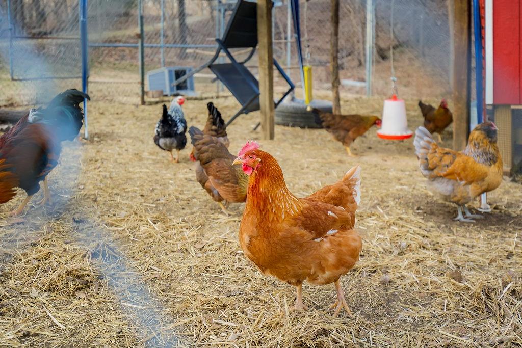 22463 George Road Tonganoxie, KS 66086 - Photo 31 of 39