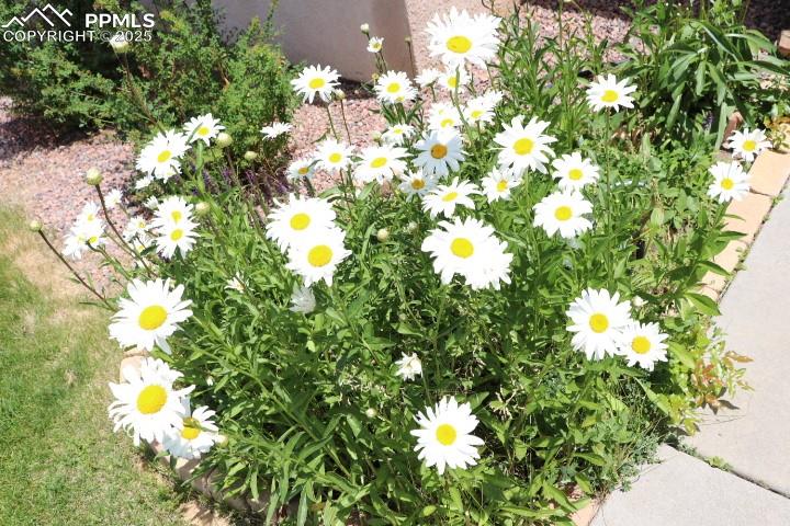 4015 Ramshorn Point Colorado Springs, CO 80904 - Photo 44 of 44 a view of flowers in bunch