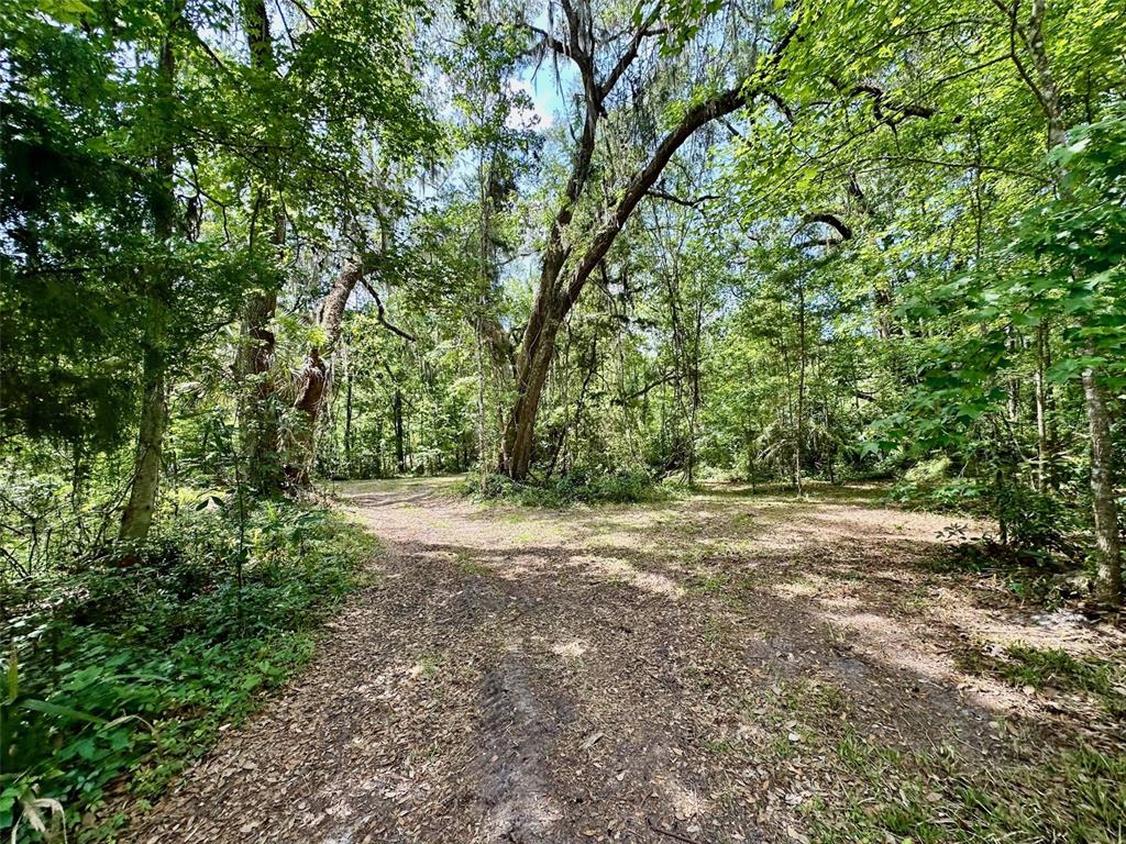 12100 Northwest US Highway 441 Alachua, FL 32615 - Photo 23 of 34 a view of a yard with a tree