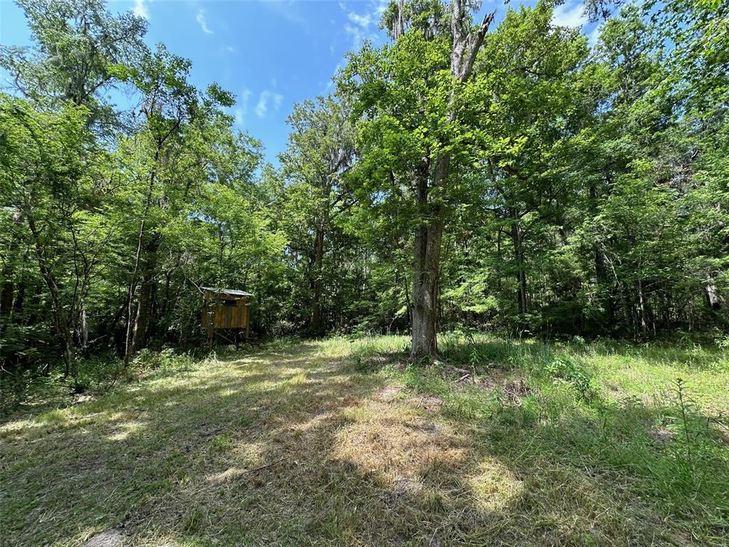 12100 Northwest US Highway 441 Alachua, FL 32615 - Photo 25 of 34 a backyard of a house with lots of green space