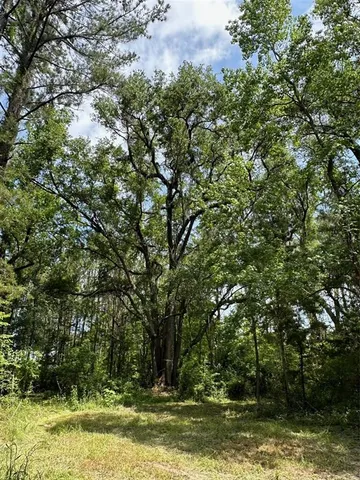 a view of a forest with trees