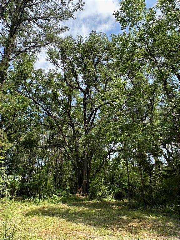 12100 Northwest US Highway 441 Alachua, FL 32615 - Photo 29 of 34 a view of a tree with a yard