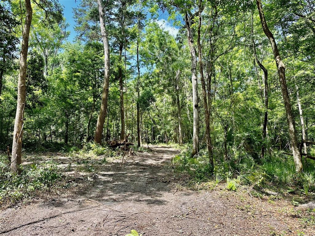 12100 Northwest US Highway 441 Alachua, FL 32615 - Photo 30 of 34 a view of outdoor space and trees