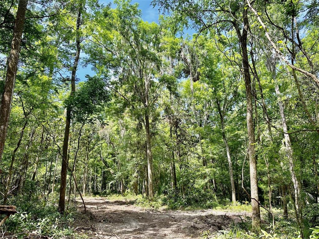 12100 Northwest US Highway 441 Alachua, FL 32615 - Photo 31 of 34 a view of a forest with trees