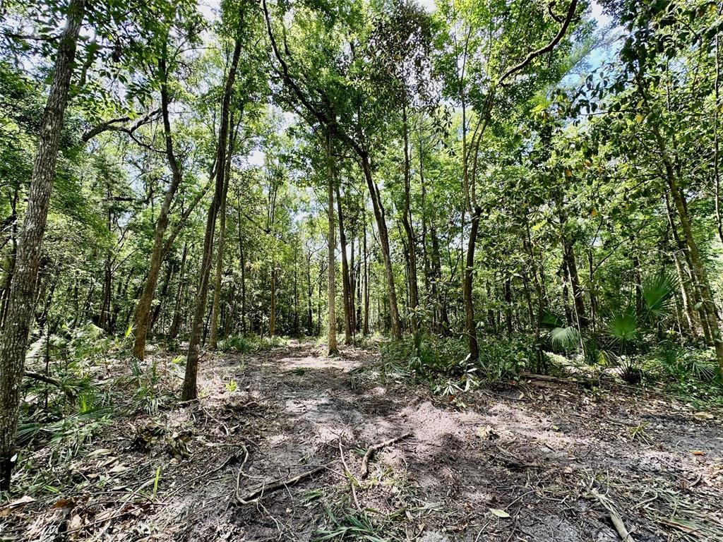 12100 Northwest US Highway 441 Alachua, FL 32615 - Photo 32 of 34 a view of outdoor space and trees