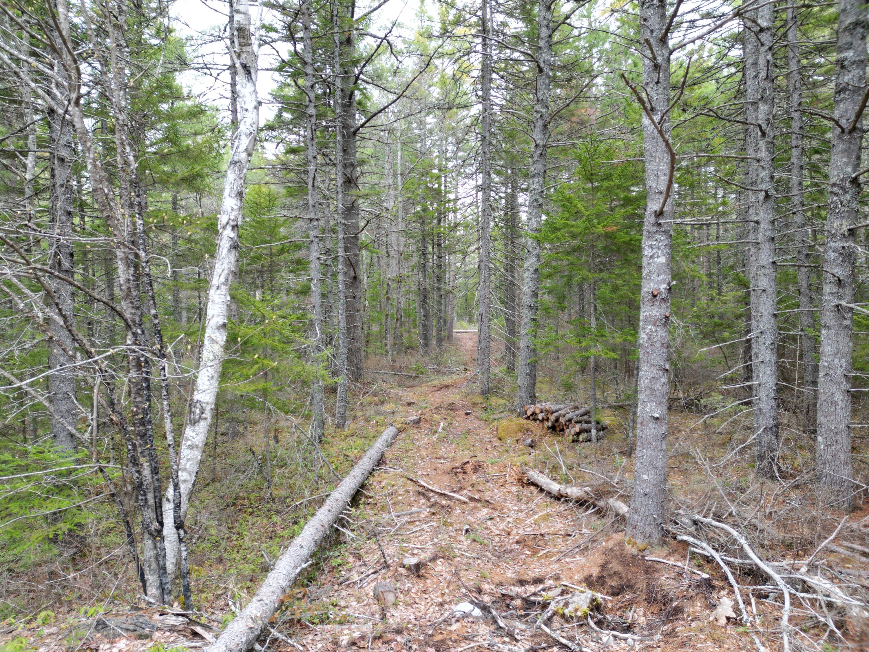 1323 Deer Haven Road Wesley, ME 04686 - Photo 4 of 14 DJI_0415