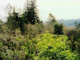 11190 Peaks Pike Road Sebastopol, CA 95472 - Photo 1 of 1 Gallery Image 1