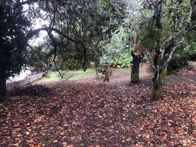 a view of a yard with plants and trees
