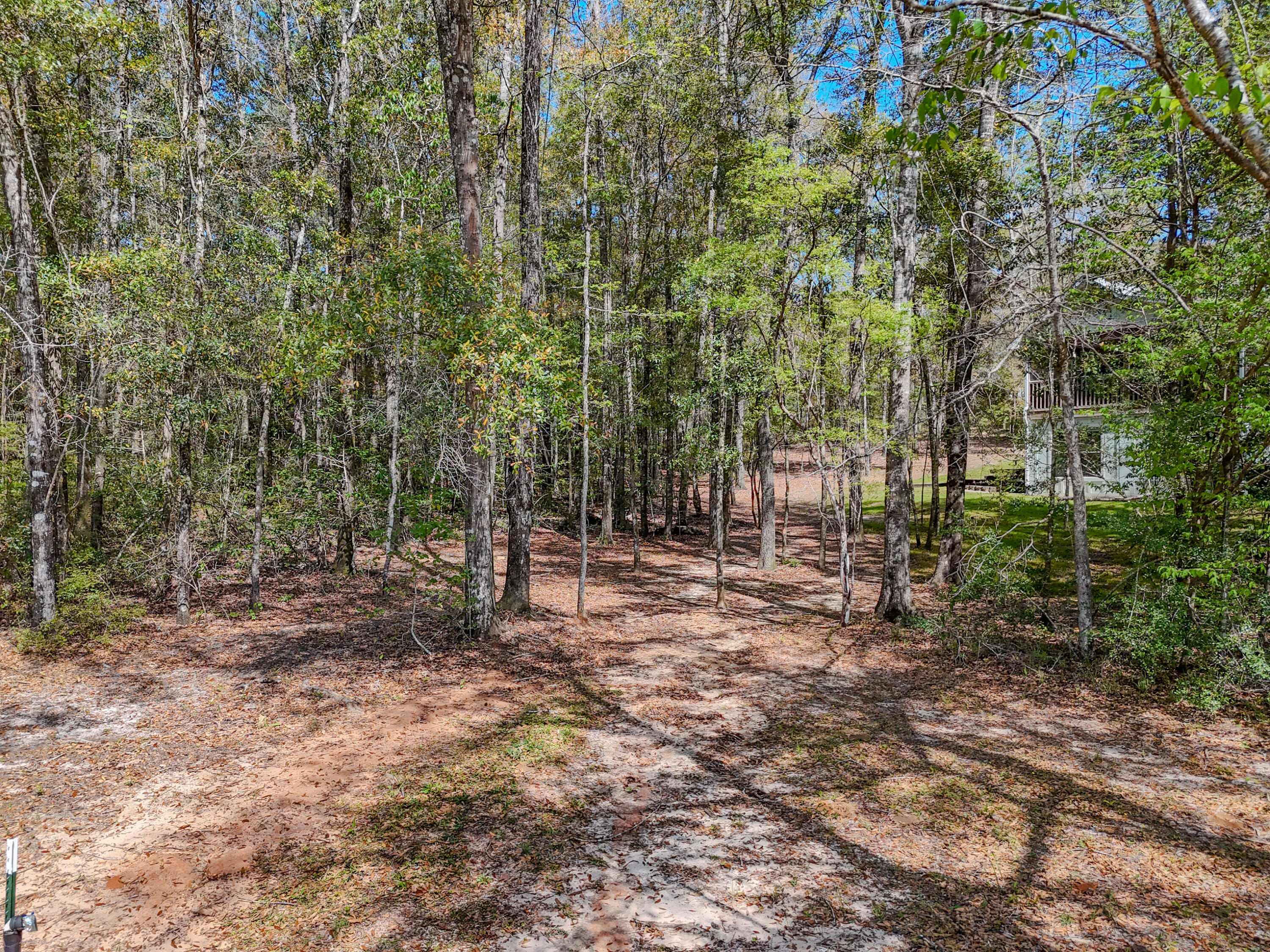 211 Lester Price Road Ponce de Leon, FL 32455 - Photo 48 of 63 a view of a forest with trees in the background