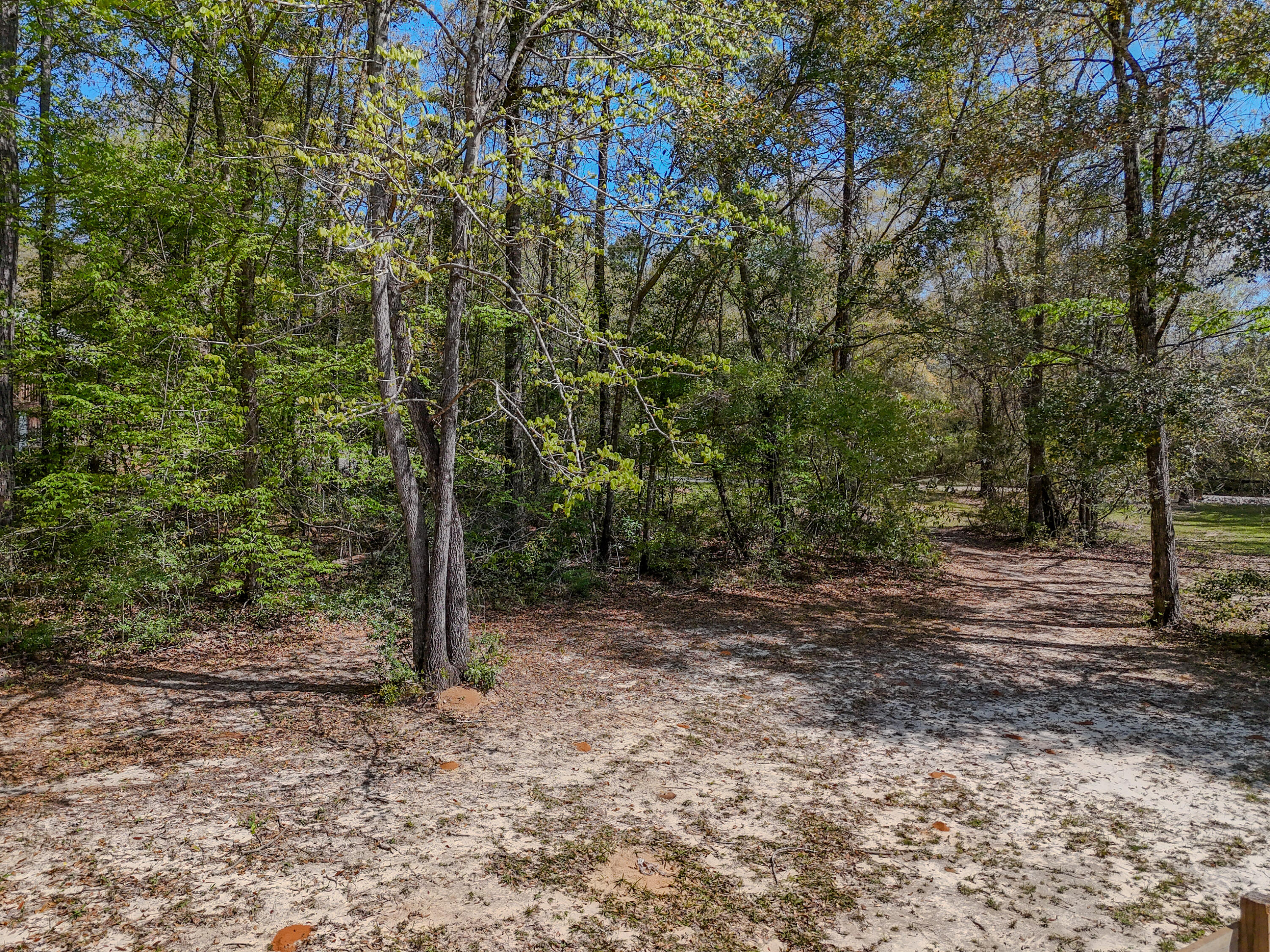 211 Lester Price Road Ponce de Leon, FL 32455 - Photo 49 of 63 a view of a forest filled with trees