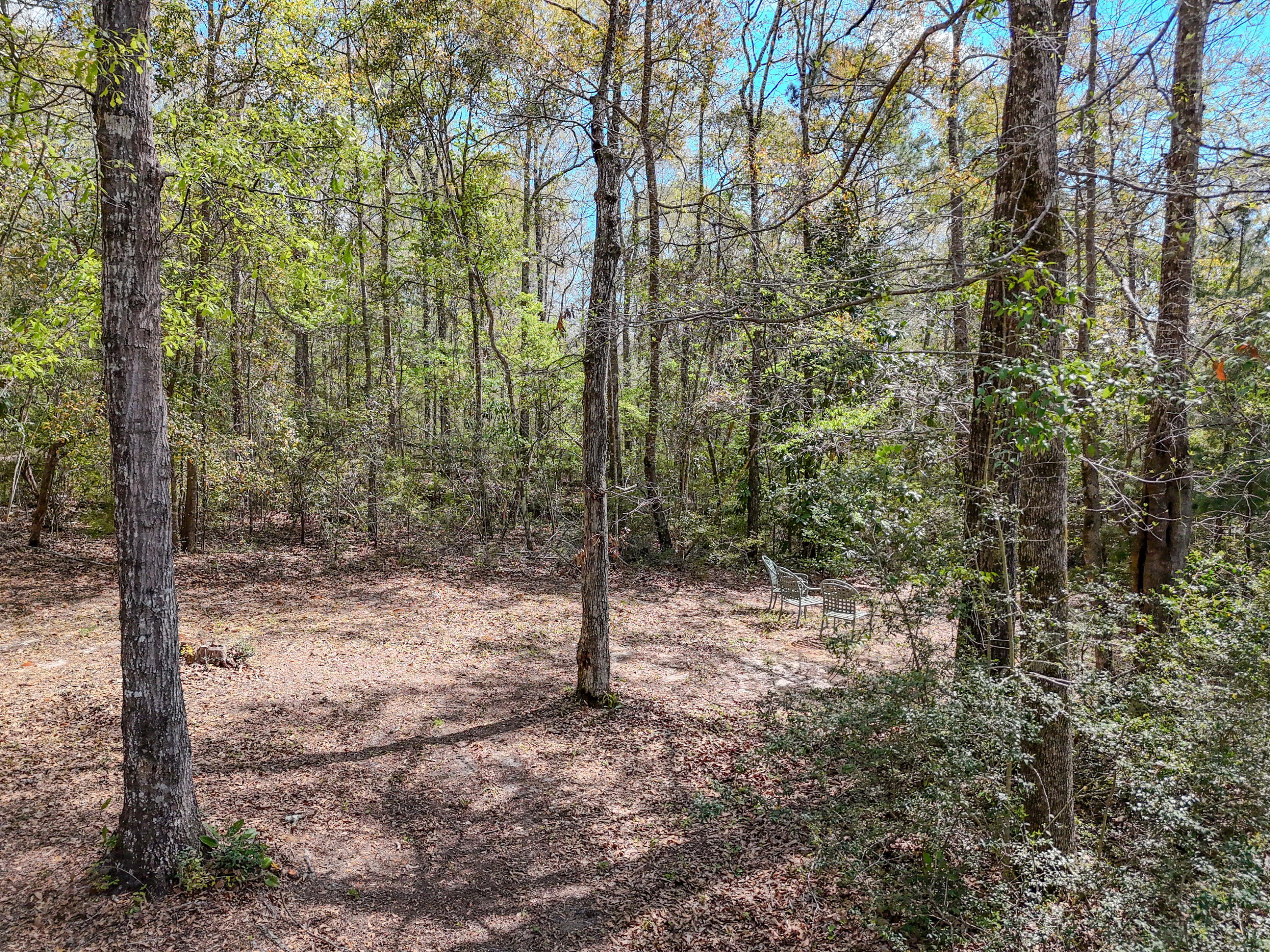 211 Lester Price Road Ponce de Leon, FL 32455 - Photo 54 of 63 a view of a forest with trees in the background
