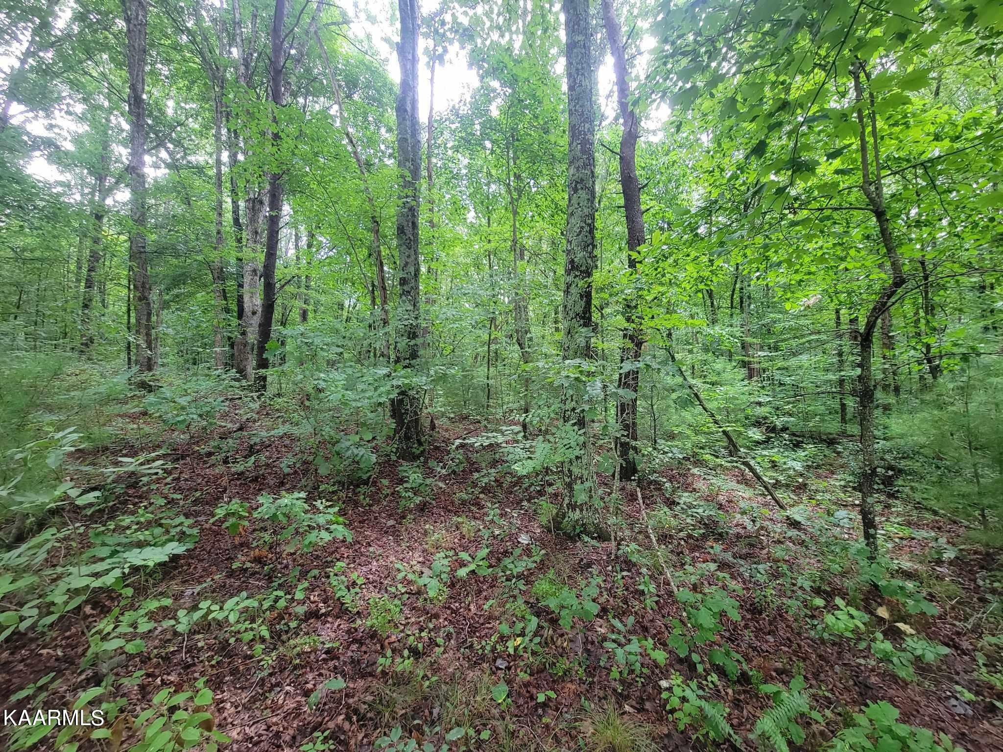 0 40 Model Farm Road Jamestown, TN 38556 - Photo 38 of 59