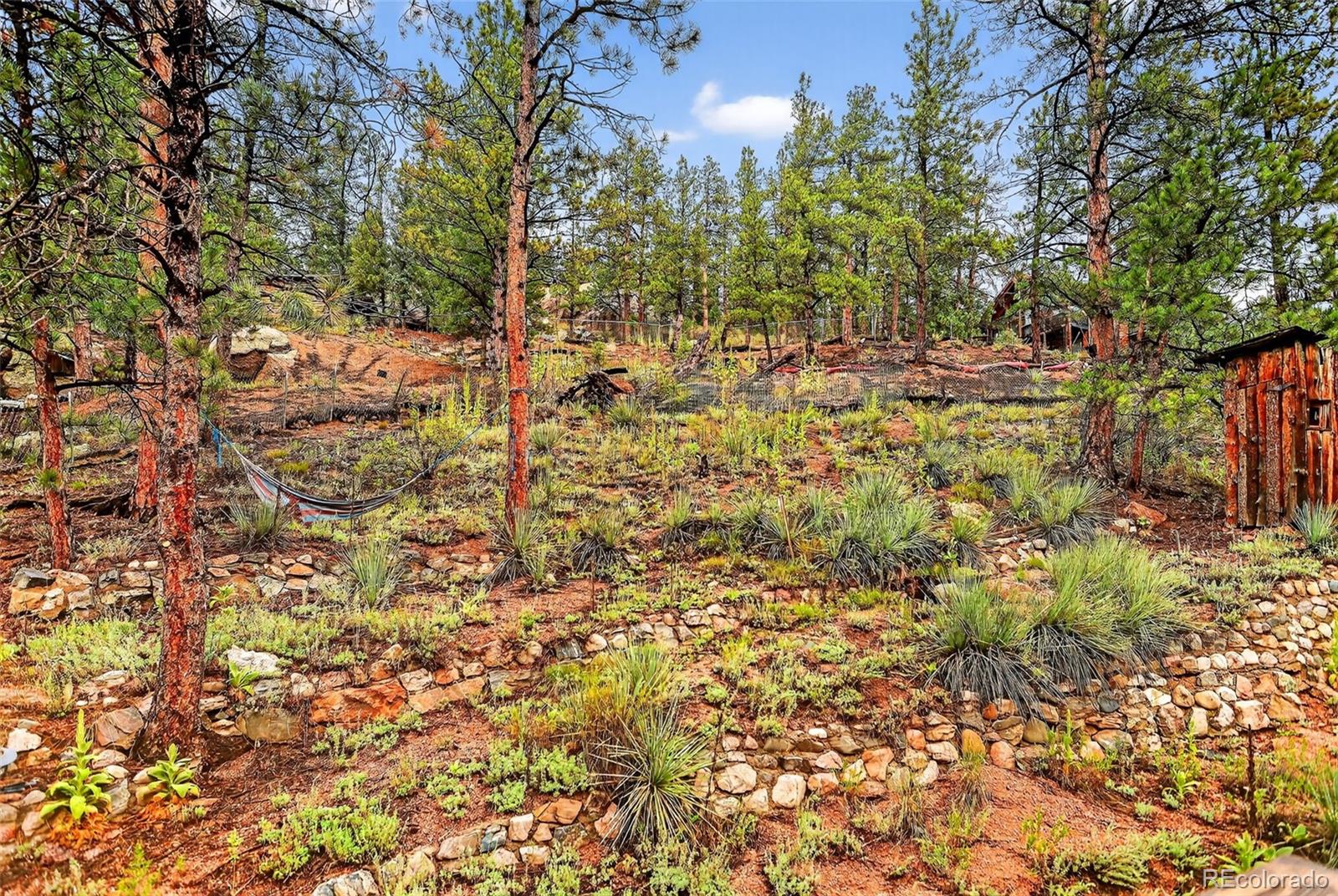 27403 Schuyler Gulch Road Pine, CO 80470 - Photo 34 of 40 a view of a yard with plants and large trees
