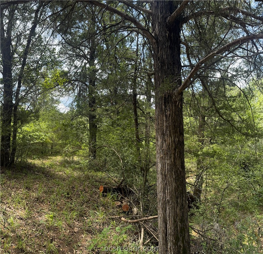 3518 Winding Road Hearne, TX 77859 - Photo 15 of 21 walking path under the cedar trees
