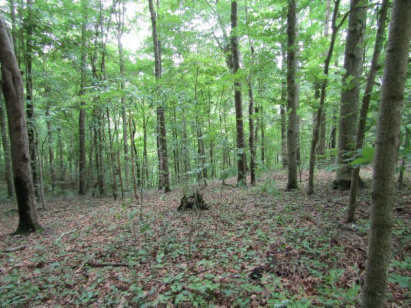82-ac Rue Des Rindler Road Alpine, TN 38543 - Photo 12 of 21 IMG_8380