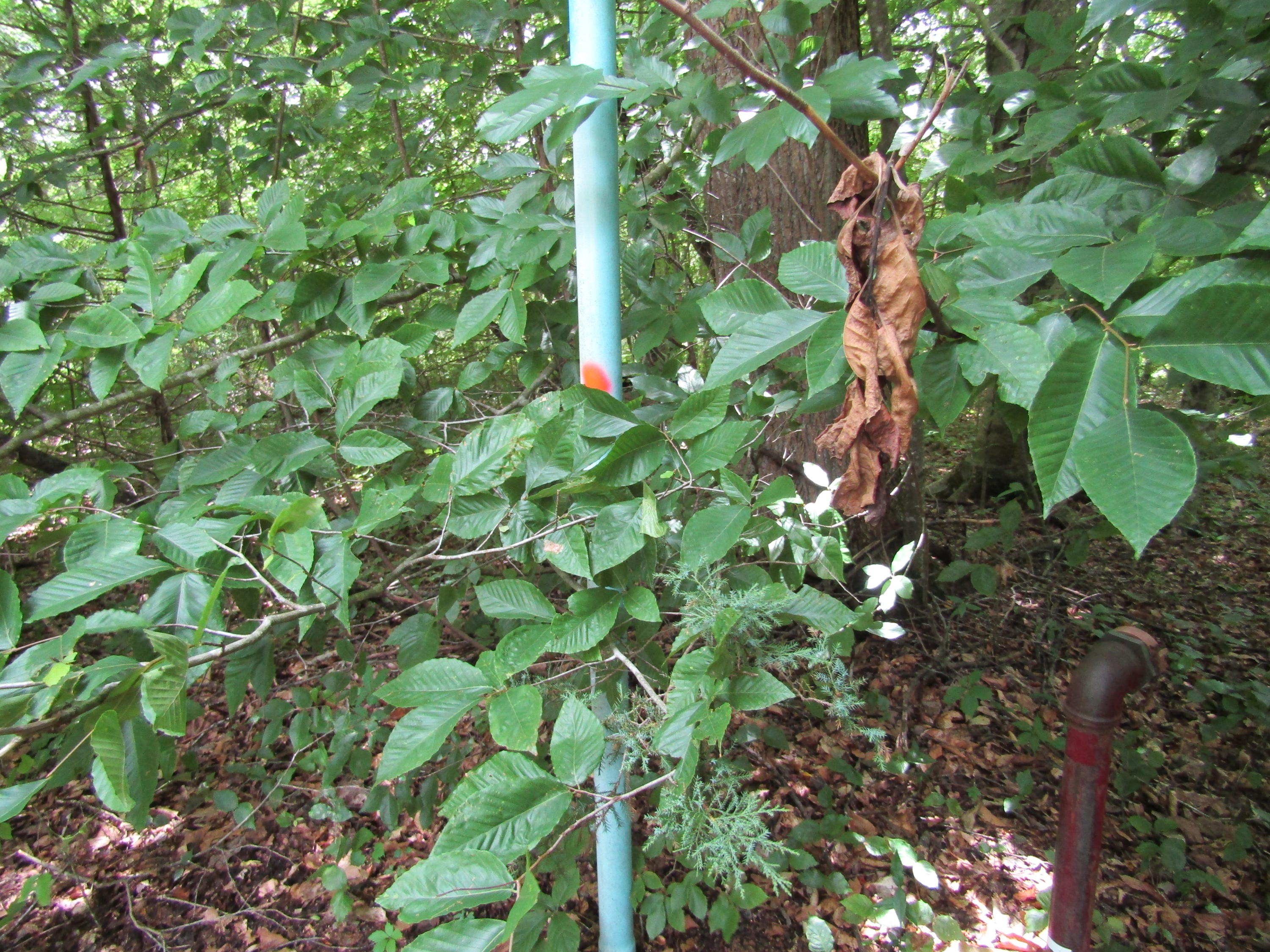 82-ac Rue Des Rindler Road Alpine, TN 38543 - Photo 4 of 21 PROPERTY MARKER