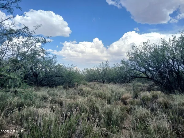 a view of a forest in a forest